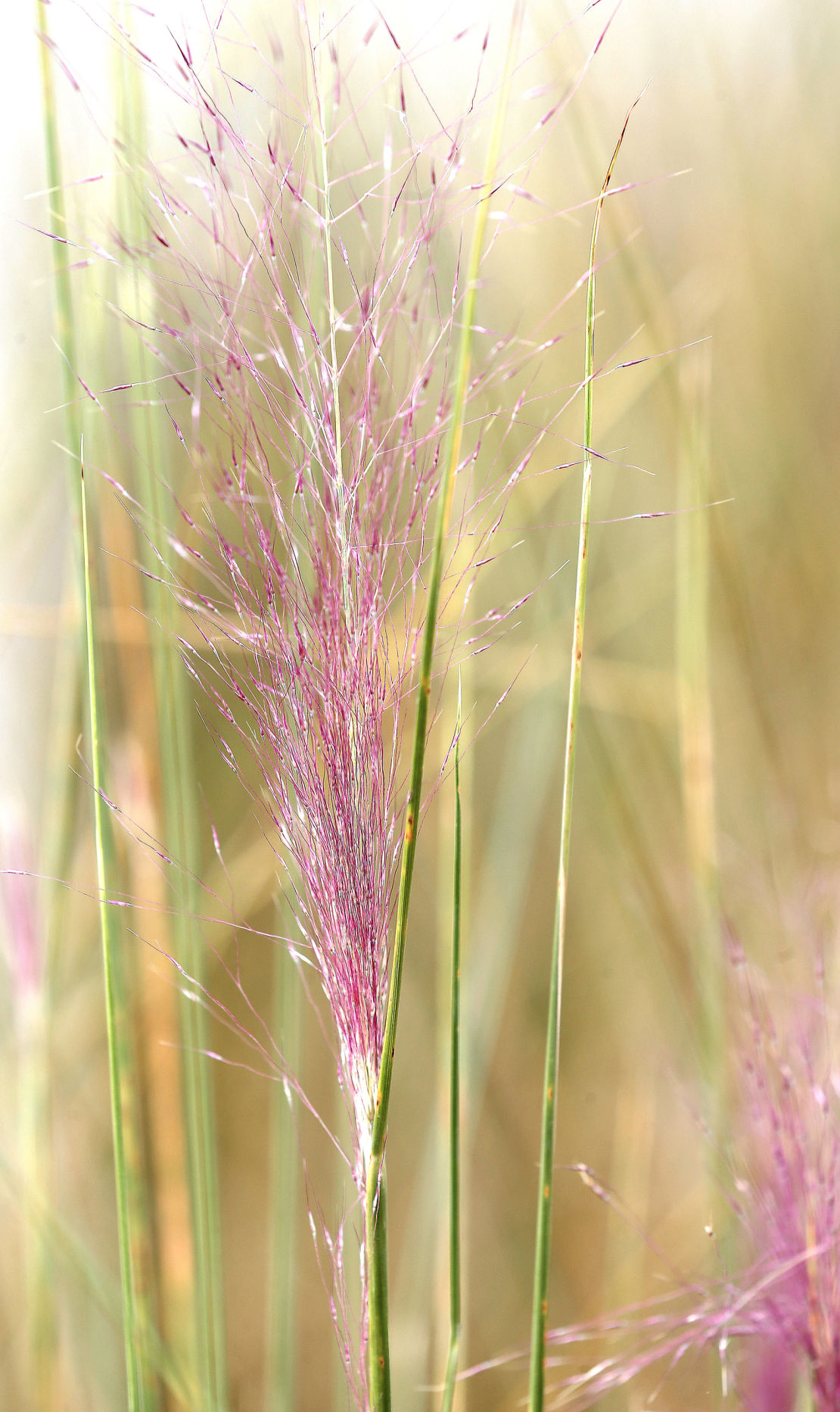 ORNAMENTAL GRASS
